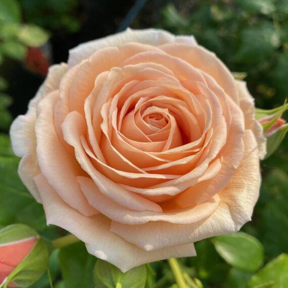 Róża Rabatowa Dama Łasku®