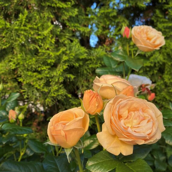 Róża Rabatowa Dama Łasku®