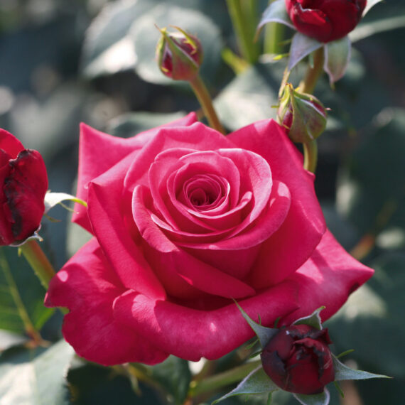 Róża Wielkokwiatowa Charyzma®