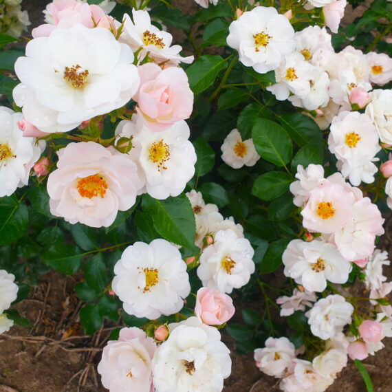 Róża Parkowa Cukrowa Wata®