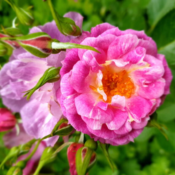 Róża Rabatowa Kuchenne Wynalazki®