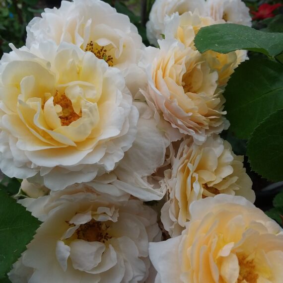 Róża Rabatowa Pina Colada®