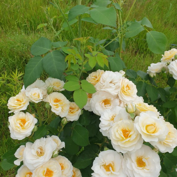 Róża Rabatowa Zorza®