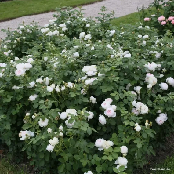 Róża Rabatowa Herzogin Christiana®