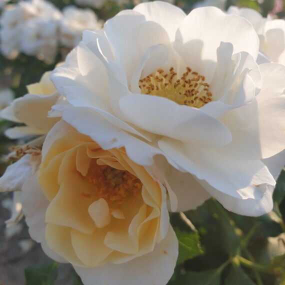 Róża Rabatowa Gandalf Biały®