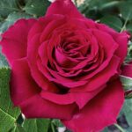 Róża Rabatowa Amarantowa Rozkosz®