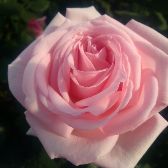 ROSA WIELKOKWIATOWA PIERRE DE LUXEMBURG® ORACALIB