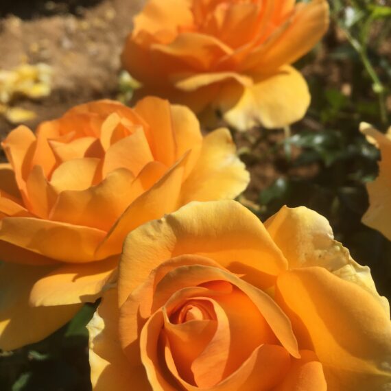 ROSA RABATOWA  YELLOWSTONE® ORALEYMY
