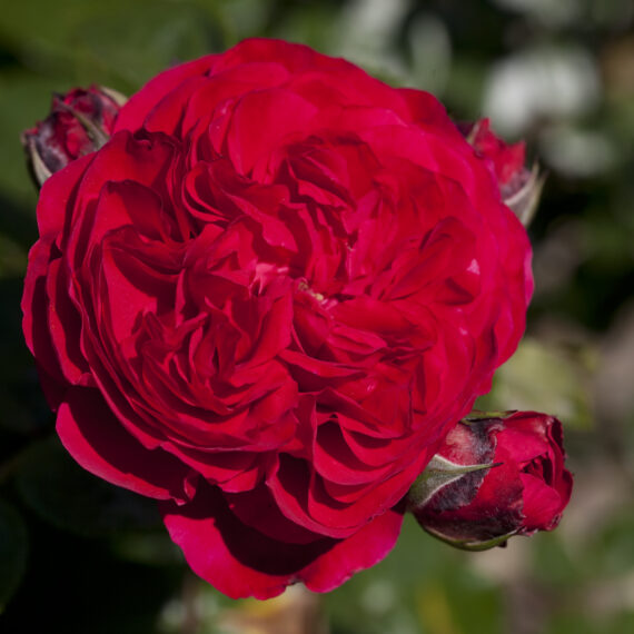 Red LEONARDO DA VINCI®