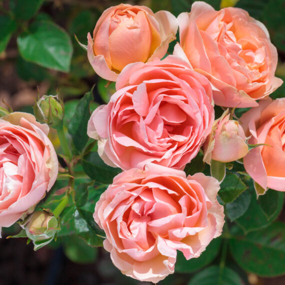 Róża Rabatowa Auguste Escoffier®Meizasmne