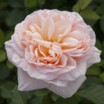 Róża Wielkokwiatowa Belle Romantica®Meigapencey