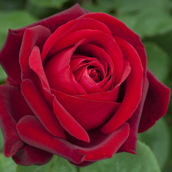 Róża Rabatowa Edith Piaf®Meiramboys