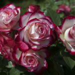 Róża Rabatowa Jubile Du Prince De Monaco®