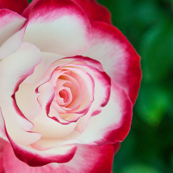 JUBILE DU PRINCE DE MONACO-« Meisponge (14_01694)_Arti_HD