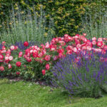 Róża Rabatowa Jubile Du Prince De Monaco®