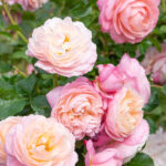 Róża Pnąca DAVID HOCKNEY ® Meibritty