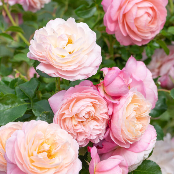 Róża Pnąca DAVID HOCKNEY ® Meibritty