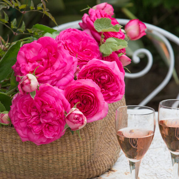 Róża Pnąca Pink Eden Rose®Margaret Mae