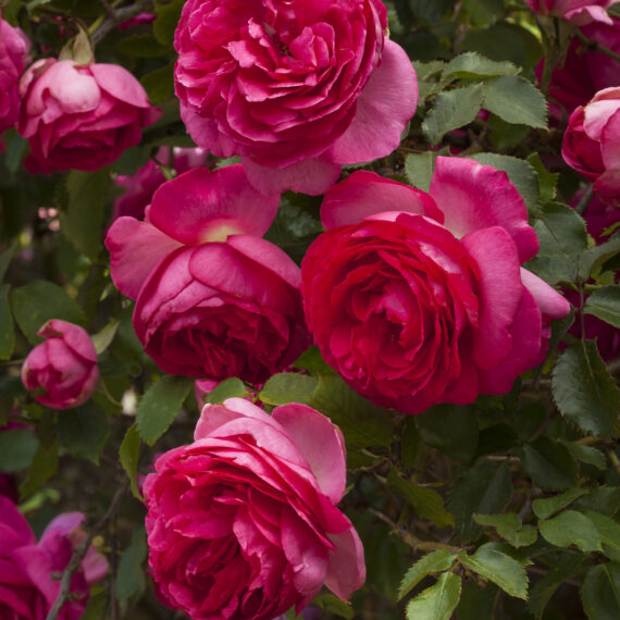 Róża Pnąca Pink Eden Rose®Margaret Mae