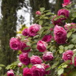 Róża Pnąca Pink Eden Rose®Margaret Mae