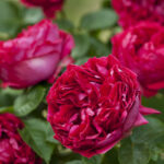 Róża Pnąca Red Eden Rose®Meidrason