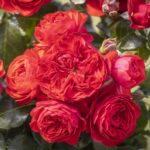 Róża Miniaturowa Generał Kościuszko®