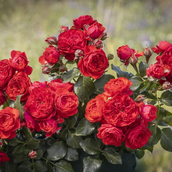 24-3-216096---General-Tadeusz-Kosciuszko