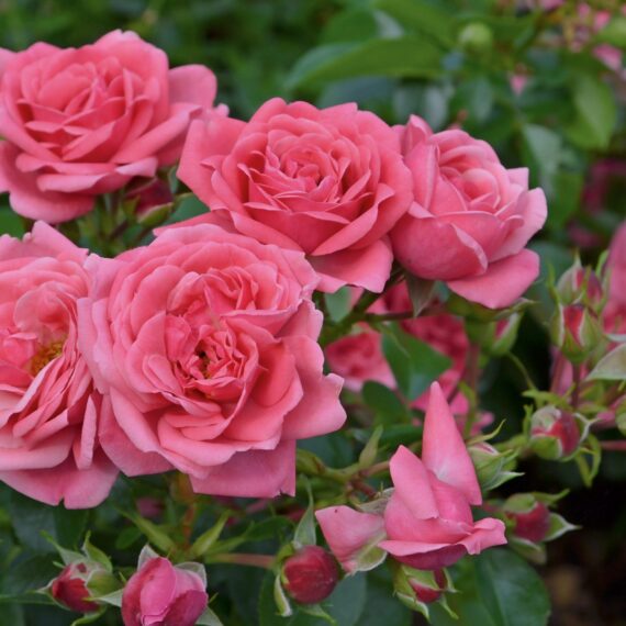 Róża Rabatowe Alea®