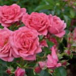 Róża Rabatowe Alea®