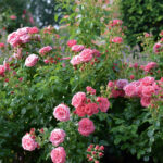 Róża Rabatowe Alea®