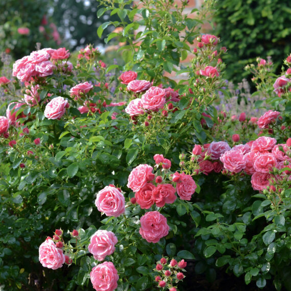 Róża Rabatowe Alea®