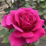 ROSA RABATOWA CHUPA CHUPS®ORACOPO