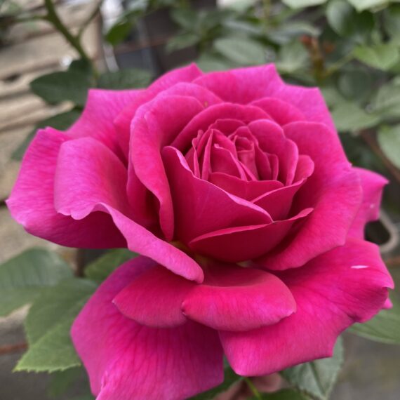 ROSA RABATOWA  CHUPA CHUPS®ORACOPO