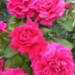 ROSA RABATOWA CHUPA CHUPS®ORACOPO