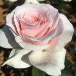 ROSA WIELKOKWIATOWA EKIDEN® ORAGRUNI