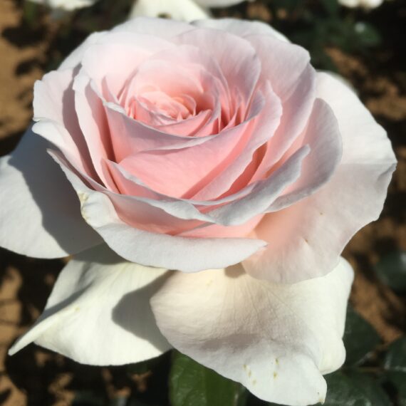 ROSA WIELKOKWIATOWA EKIDEN® ORAGRUNI