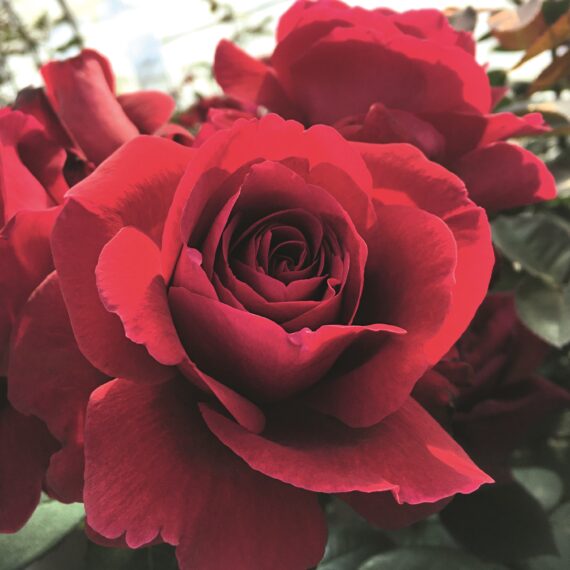 ROSA WIELKOKWIATOWA  HAMEAU DUBOEUF® ORADASSAC