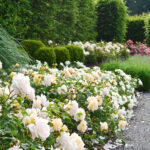 Róża Rabatowe Isarperle®