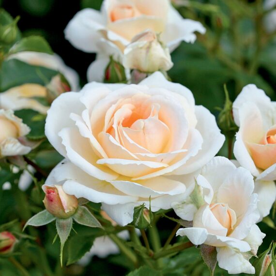 Róża Rabatowe Isarperle®