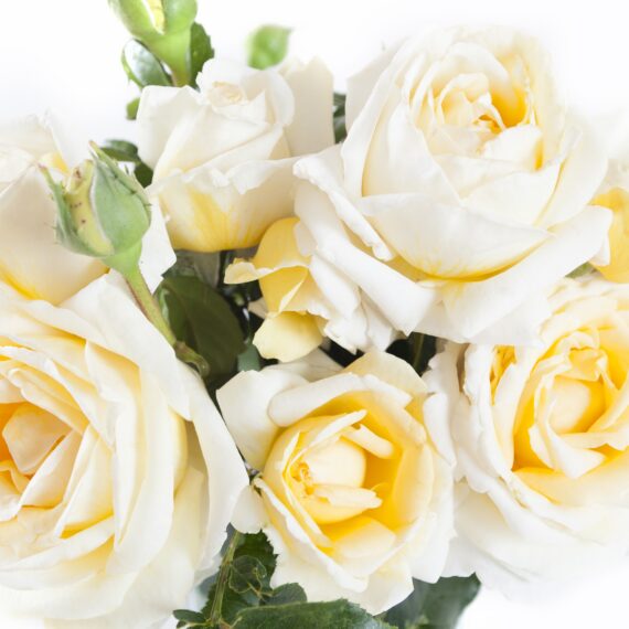 ROSA WIELKOKWIATOWA  JEANNE COEUR® ORANOBR