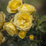 Róża Rabatowa Lukullus Warszawski