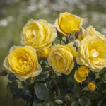 Róża Rabatowa Lukullus Warszawski