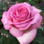 ROSA WIELKOKWIATOWA  MADRIGAL®ORAGIDEL