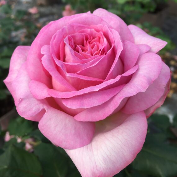 ROSA WIELKOKWIATOWA  MADRIGAL®ORAGIDEL