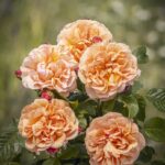 Róża Krzewiasta Wielkokwiatowa Misiu Pysiu®