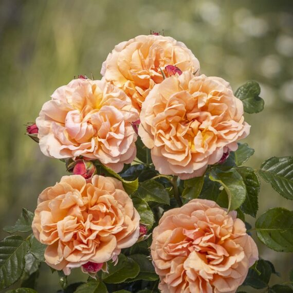 Róża Krzewiasta Wielkokwiatowa Misiu Pysiu®