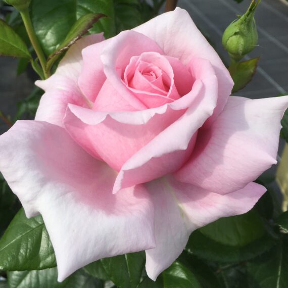 PARIS EIFFEL JUMPING Oragimad 01