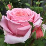 ROSA WIELKOKWIATOWA PARIS EIFFELJUMPING® ORAGIMAD