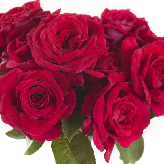 ROSA WIELKOKWIATOWA  REINE DES PERFUMS® ORA 9898B