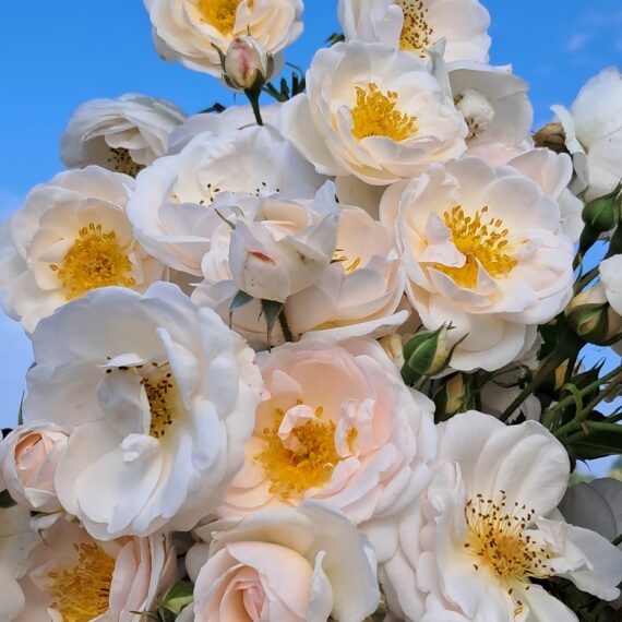 Róża Parkowa Rytuał